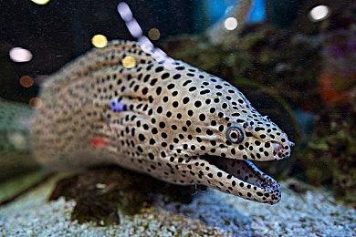 《EA FC 24》活跃用户达1450万 为EA带来强劲成绩